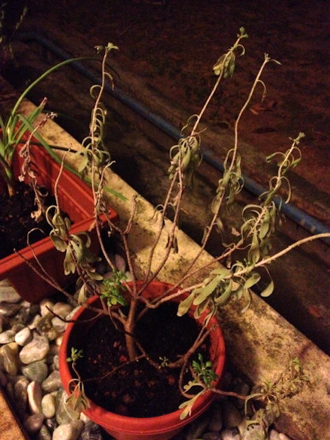 wilting caused by root rot