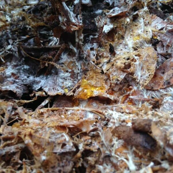 腐烂的枫叶在中间有一个黄色的粘性斑点(菌丝体)。