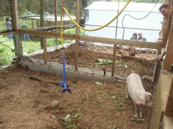 一只猪被关在猪圈里，上面的柱子上挂着一个类似软管的装置。