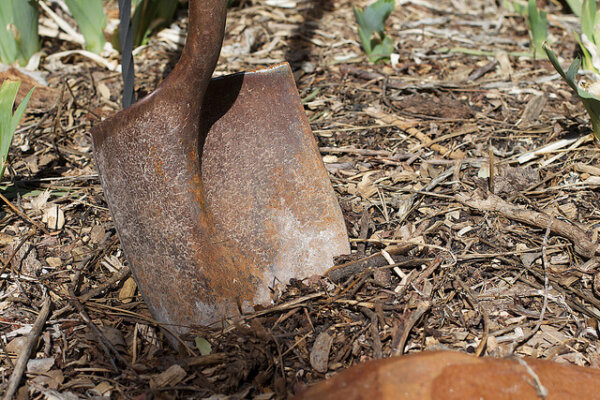 铲子的刀刃部分埋在地下。背景中可以看到一些植物。