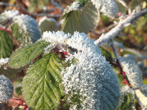 A bramble branch is seen with frost sticking on the leaves.