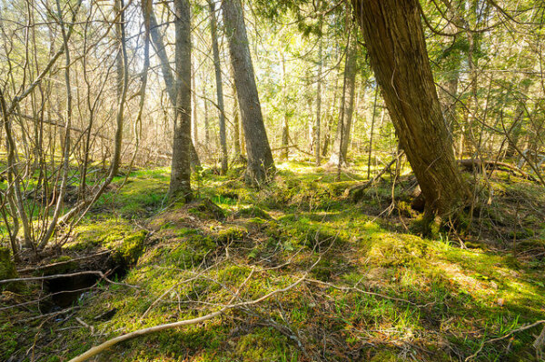 This picture shows a forest with green moss and light coming through the branches.