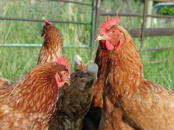 三个红母鸡是聚集,栅栏是在后台。