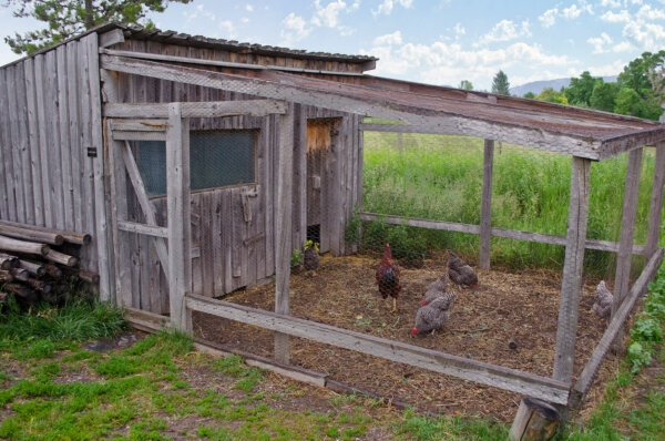 一个木制鸡笼附带一个小鸡快跑是中间的一个领域。