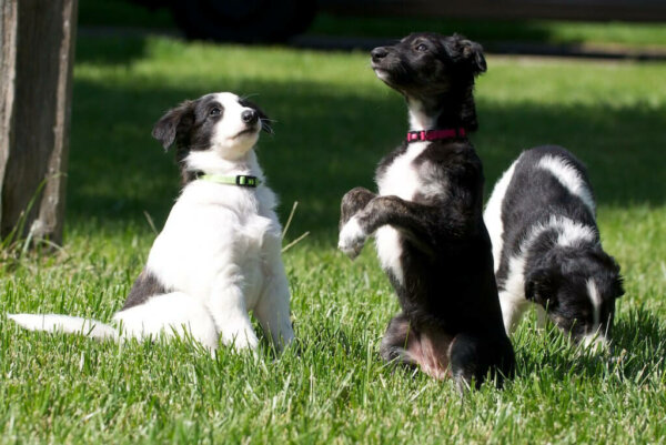三个小狗在草地上玩耍。