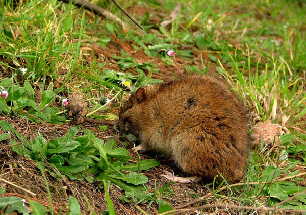 一个小棕鼠休息在一些短的草。