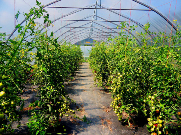温室的两边种着一排番茄。