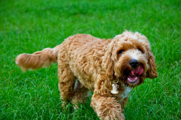 A brown, curly haired dog in grass.