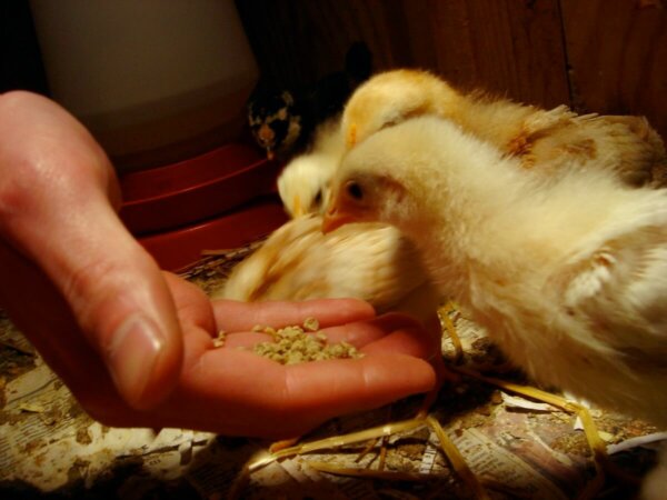 feeding chick mix