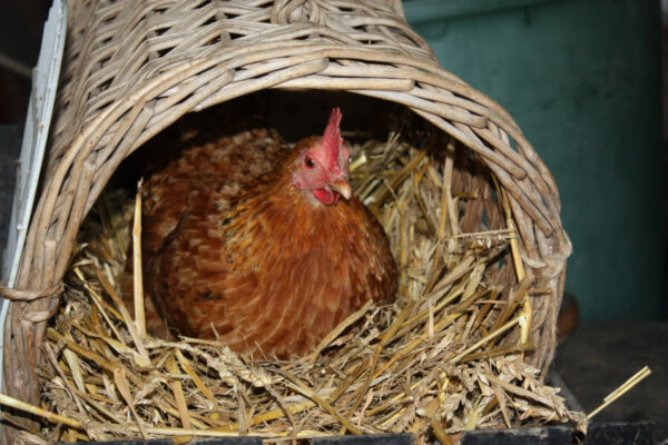 a hen sitting in a basket with hay