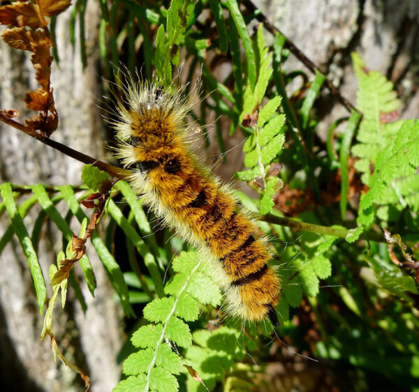 caterpillar climbing on a leafy branch