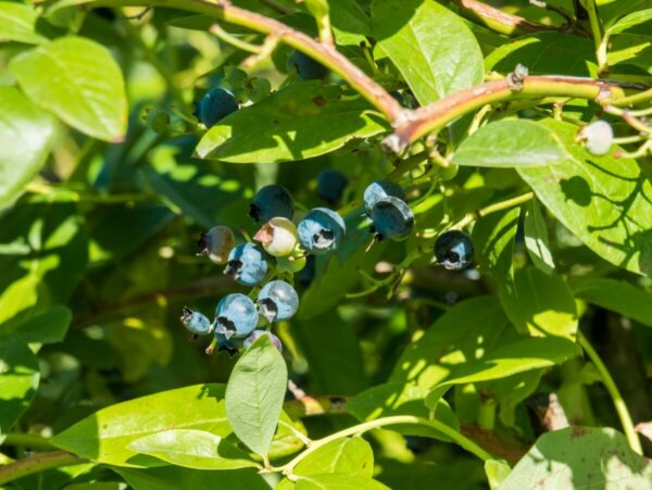 蓝莓生长在阳光充足的地方