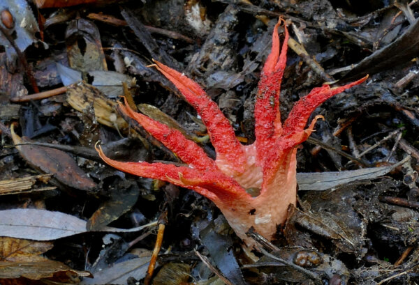 一种生长在地面上的红色臭角真菌