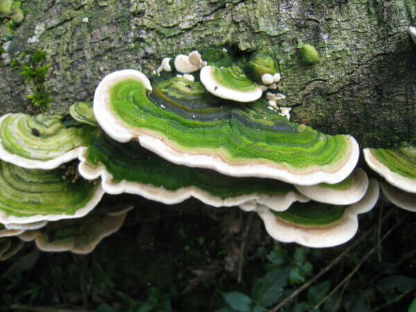 绿色真菌生长在树上