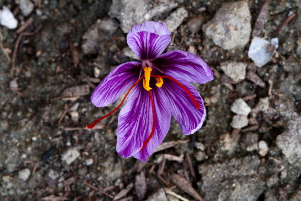 purple saffron flower