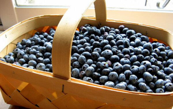 在篮子里采摘蓝莓