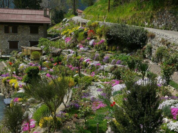 rock garden with alpine plants in full bloom