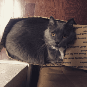 猫在盒子里