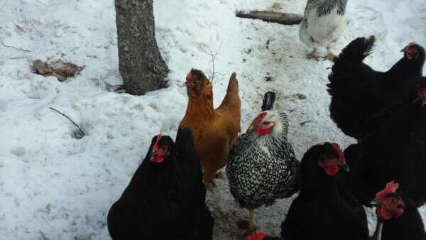 hens walking in the snow