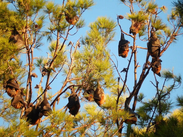 bats hanging in a tree at sunset