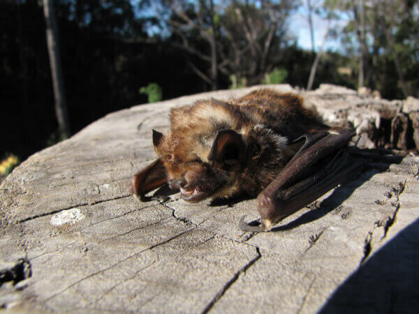 A Hoary Bat on a stump.