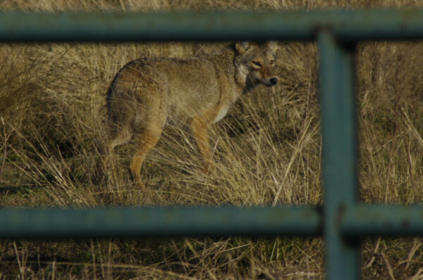 coyote looking through fence