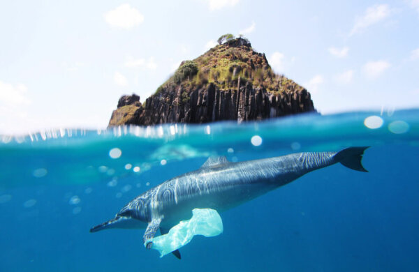 海豚游泳时鱼鳍夹着塑料袋