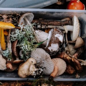 垃圾桶里的蘑菇