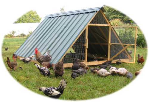 Large A Frame Chicken Tractor Plans