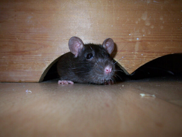 老鼠从家里的墙板洞里往外偷看