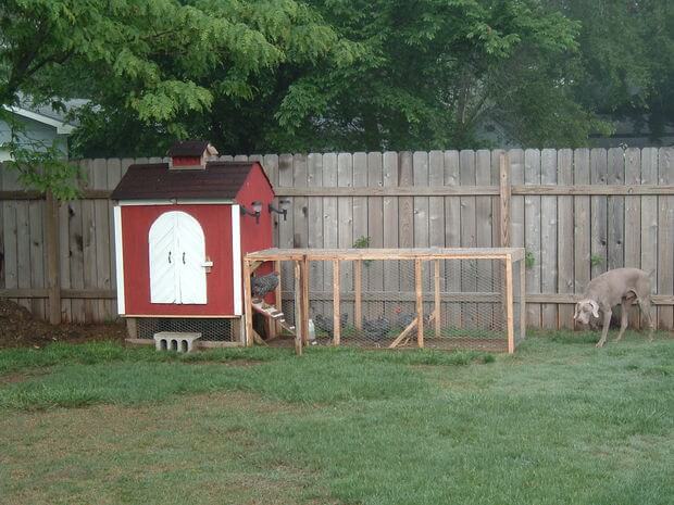 Small Backyard Chicken Coop Plans