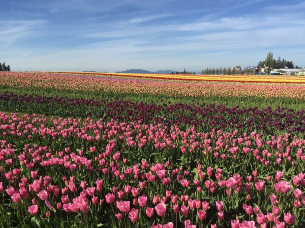 tulip fields with pink and purple flowers