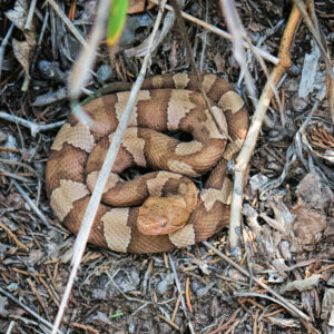 铜斑蛇蛇躺在树林里