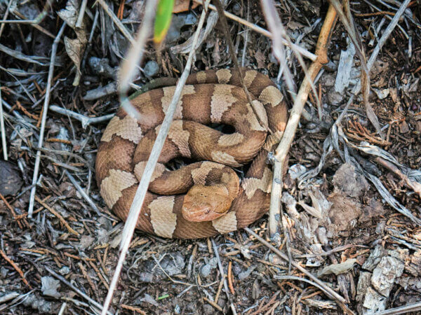 铜头蛇躺在树林里