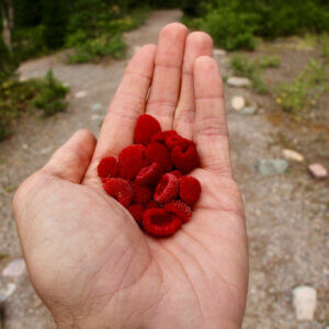 thimble berries in hand