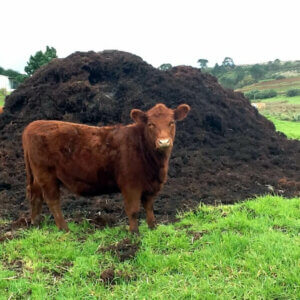 站在草地上的棕色奶牛，旁边是一堆粪肥