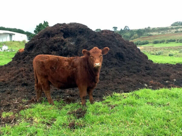 站在草地上的棕色奶牛，旁边是一堆粪肥
