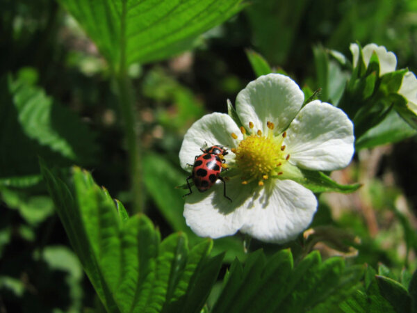 ladybug on a wild strawberry