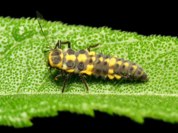 ladybug larvae on a leaf