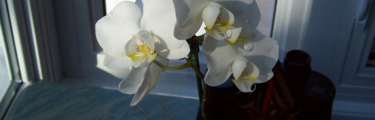 白色的兰花在冬天