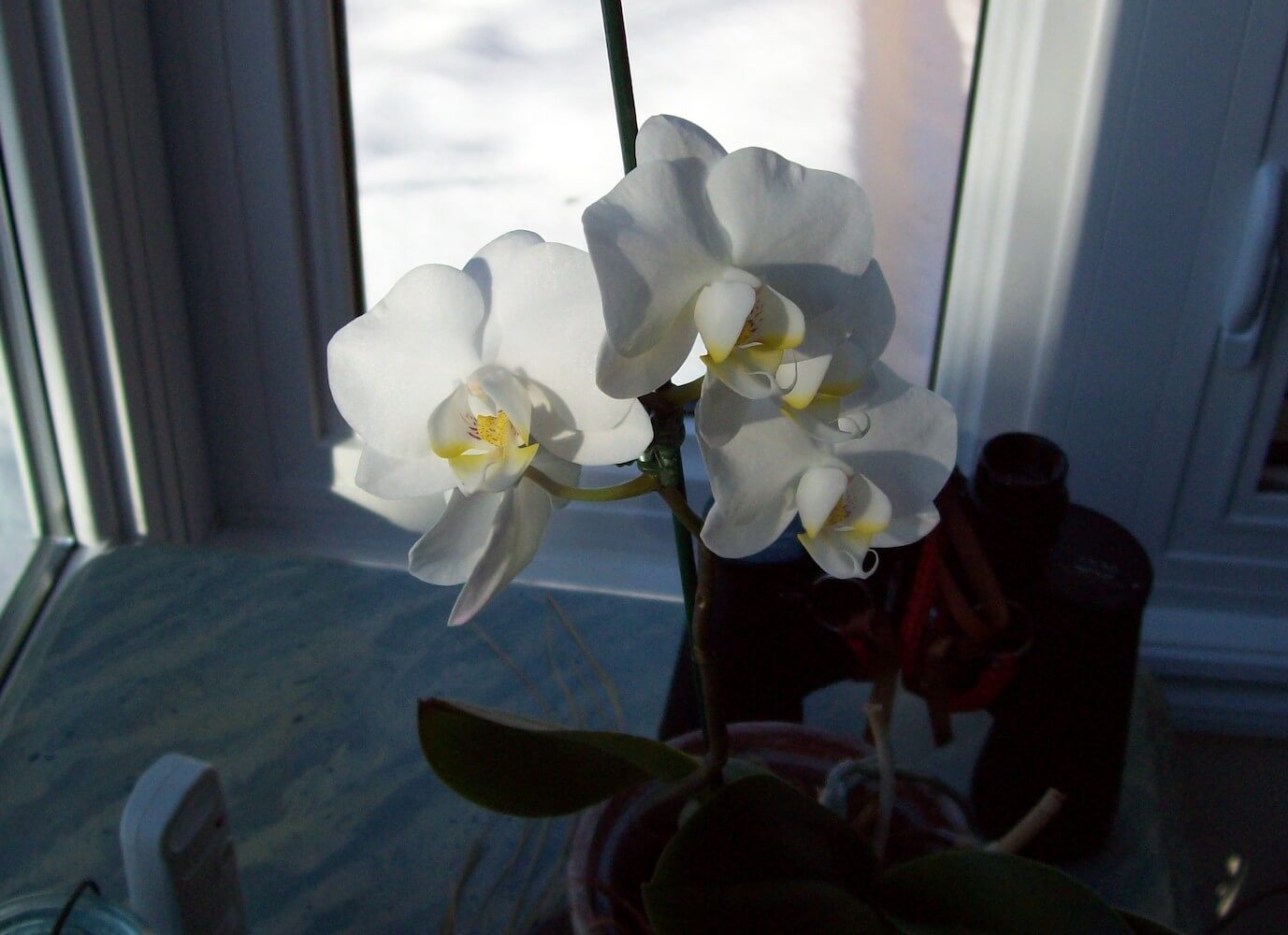 白色的兰花在冬天
