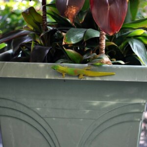 gecko on planter