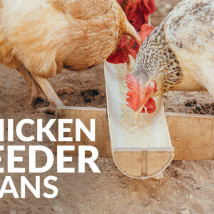 鸡喂食器计划特色图像
