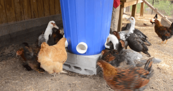 easy large automatic feeder