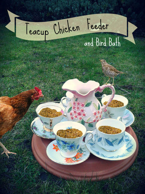 Teacup Chicken Feeder