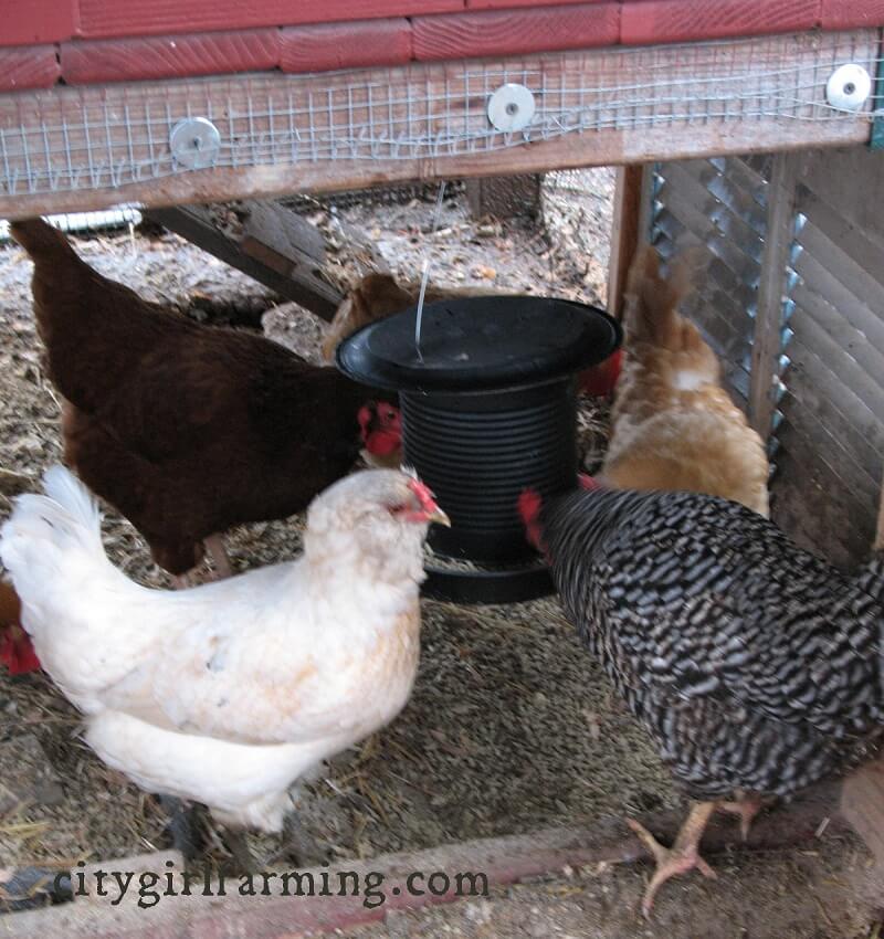 Upcycled Can Chicken Feeder