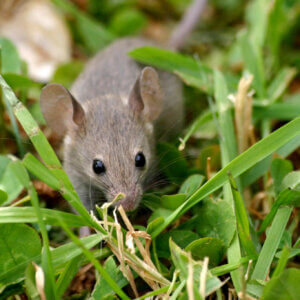 老鼠在草地上