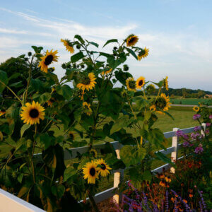 garden fence surrounded by sunflowers