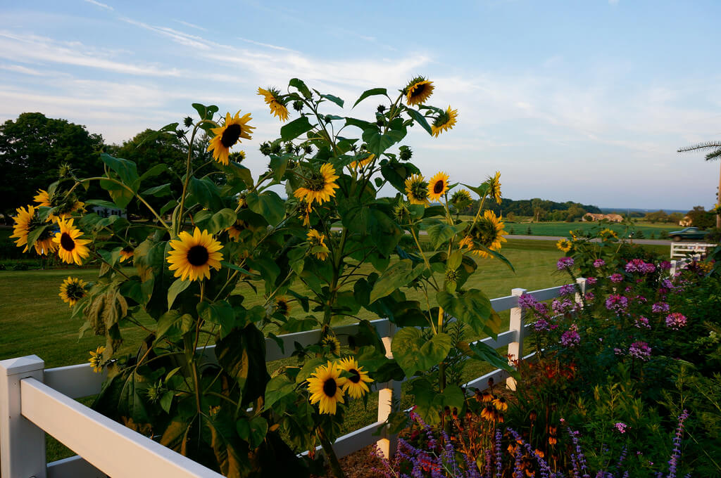 花园篱笆向日葵包围