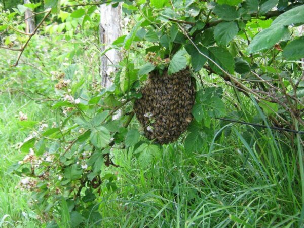 蜜蜂聚集在布什浆果